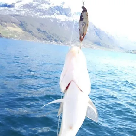 Fjordpust Og Fjellsteg - Lägenhet *